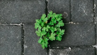 קזינו דפוזיט ווינ אפליקציה לנייד